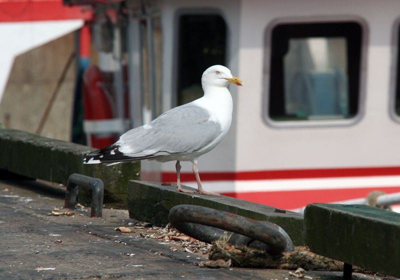 La mouette Gégé