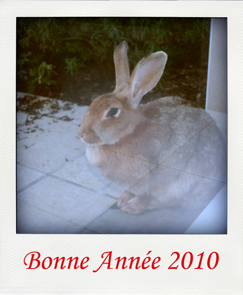 Bonne Annee 2010 Bonne Anée 2010